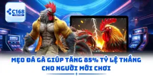 Mẹo Đá Gà Giúp Tăng 85% Tỷ Lệ Thắng Cho Người Mới Chơi